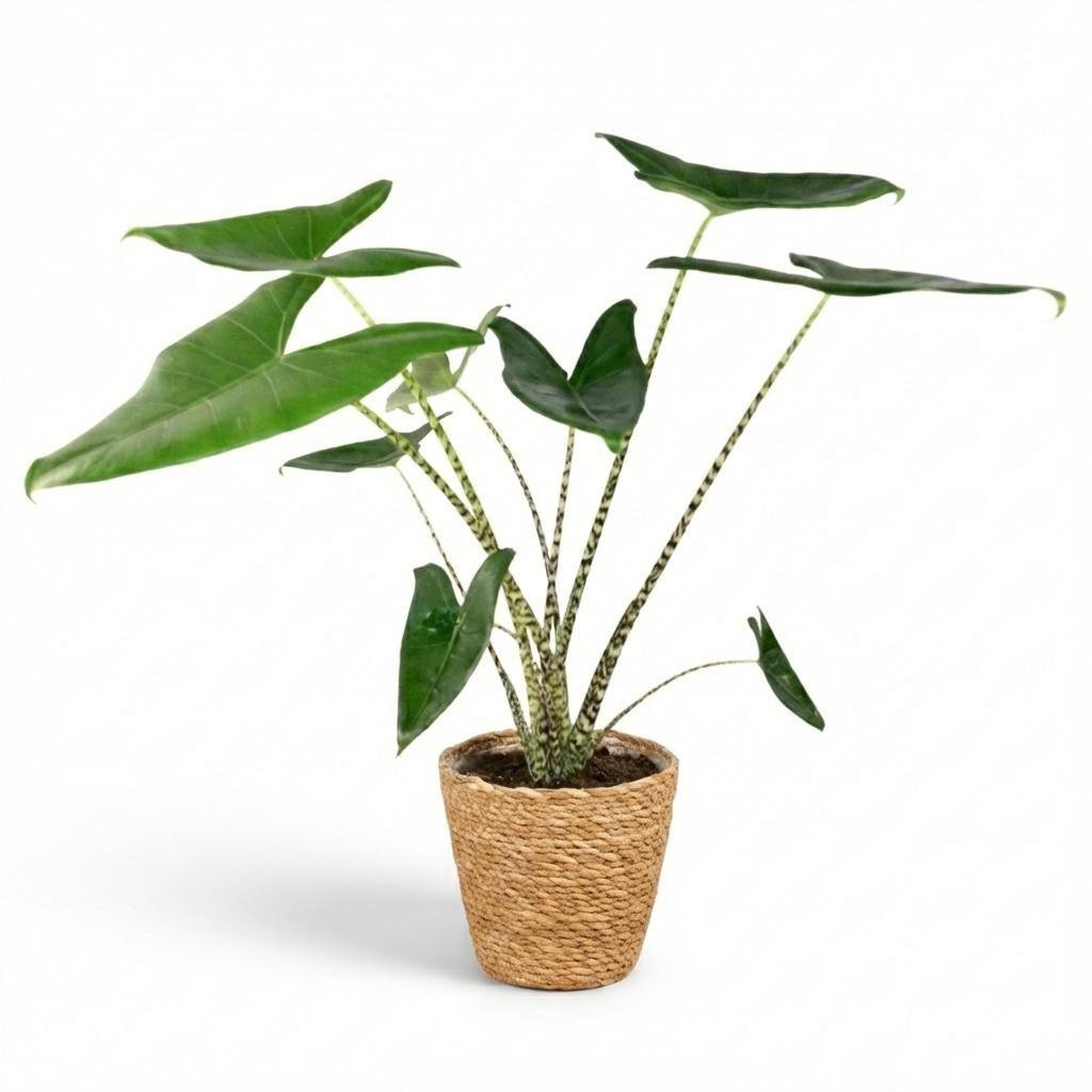 Alocasia Zebrina Elefantenohr – Zimmerpflanze 70-75cm – 21cm mit Seegraskorb – Tropische Grünpflanze – Dekorative Zimmerpflanze für Wohnzimmer & Büro