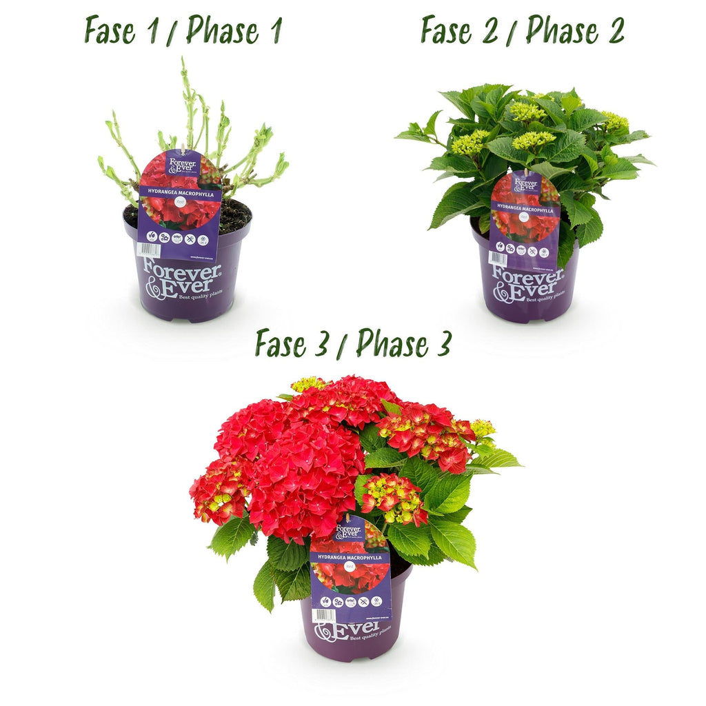 Hortensie Forever & Ever – Hydrangea macrophylla – Rot – Balkonpflanze – 7-12 Blüten – 23cm 55cm hoch – Für Terrasse, Balkon & Beet – Pflegeleicht – Plant