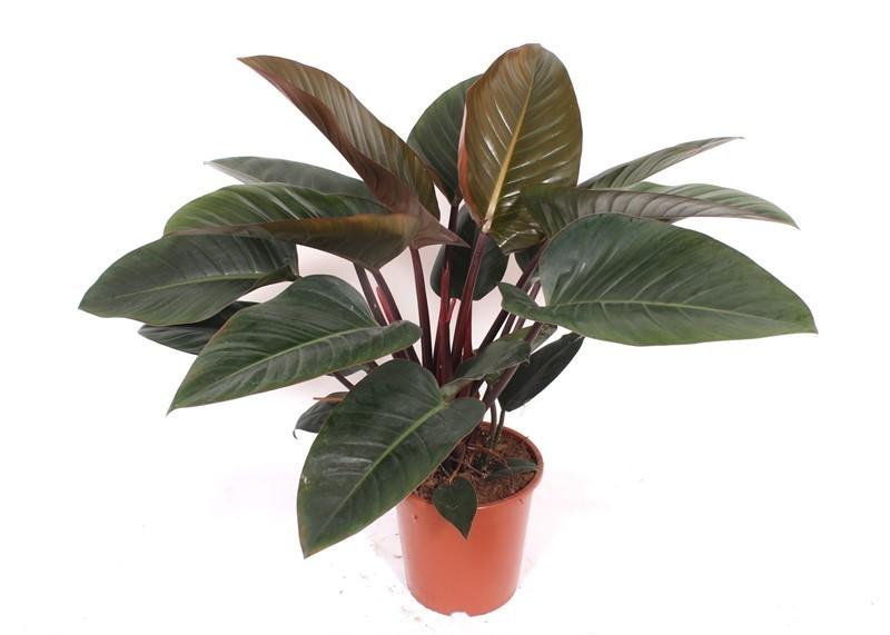 Philodendron Red Beauty Zimmerpflanze 100cm Pflegeleichte Grünpflanze mit rot getönten Blättern für Wohnzimmer Büro & Innenräume