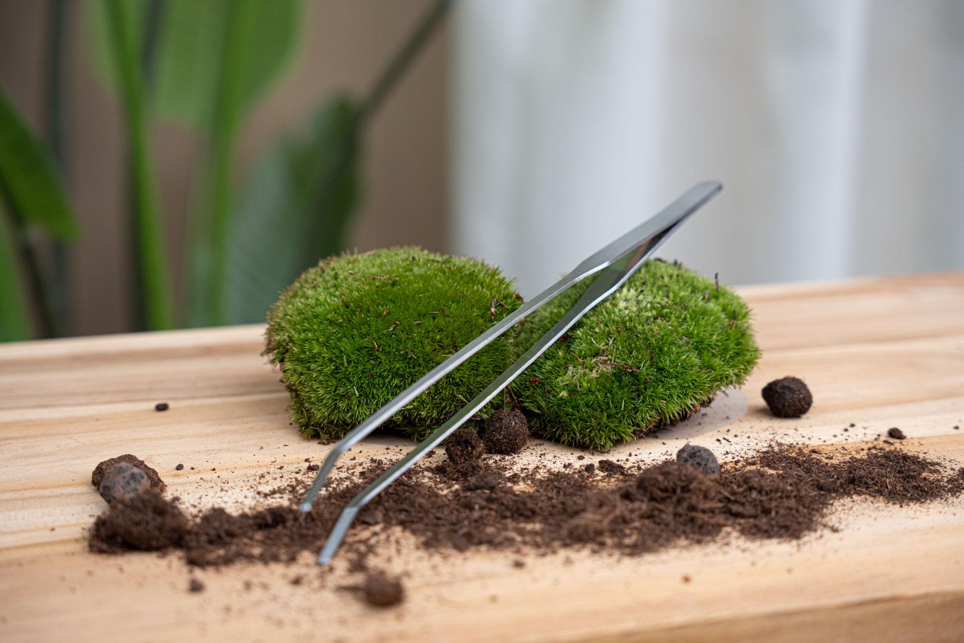 Terrarienpinzette – Edelstahl – 26cm – Lange Greifpinzette für Terrarium & Flaschengarten – Plant