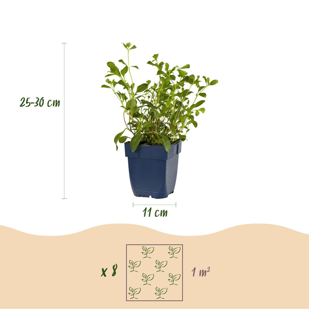 Staudenpaket – Bodendecker – 6 Stauden für 1m² – Farbige Blühstauden – Pflegeleicht – Unkrauthemmend – Für sonnige Standorte – Topf Ø11cm – Plant