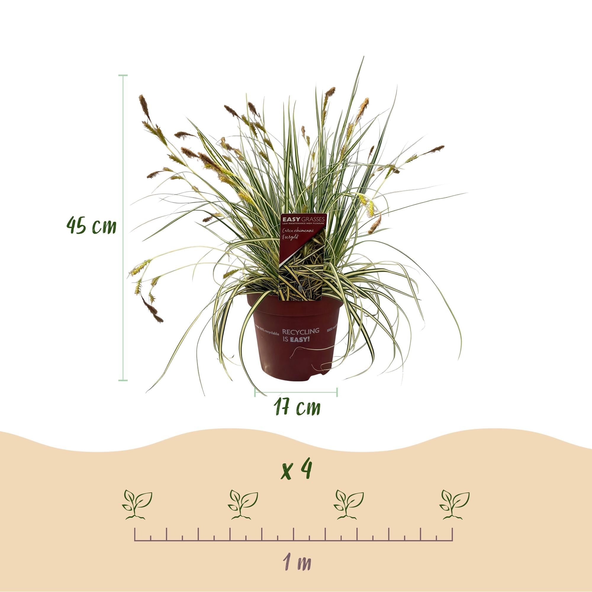 Ziergras Segge Carex oshimensis Evergold – Gelb – Grün panaschiert – Immergrün & winterhart – Höhe ca. 50cm – 17cm – Für Beet, Kübel & Balkon – Plant