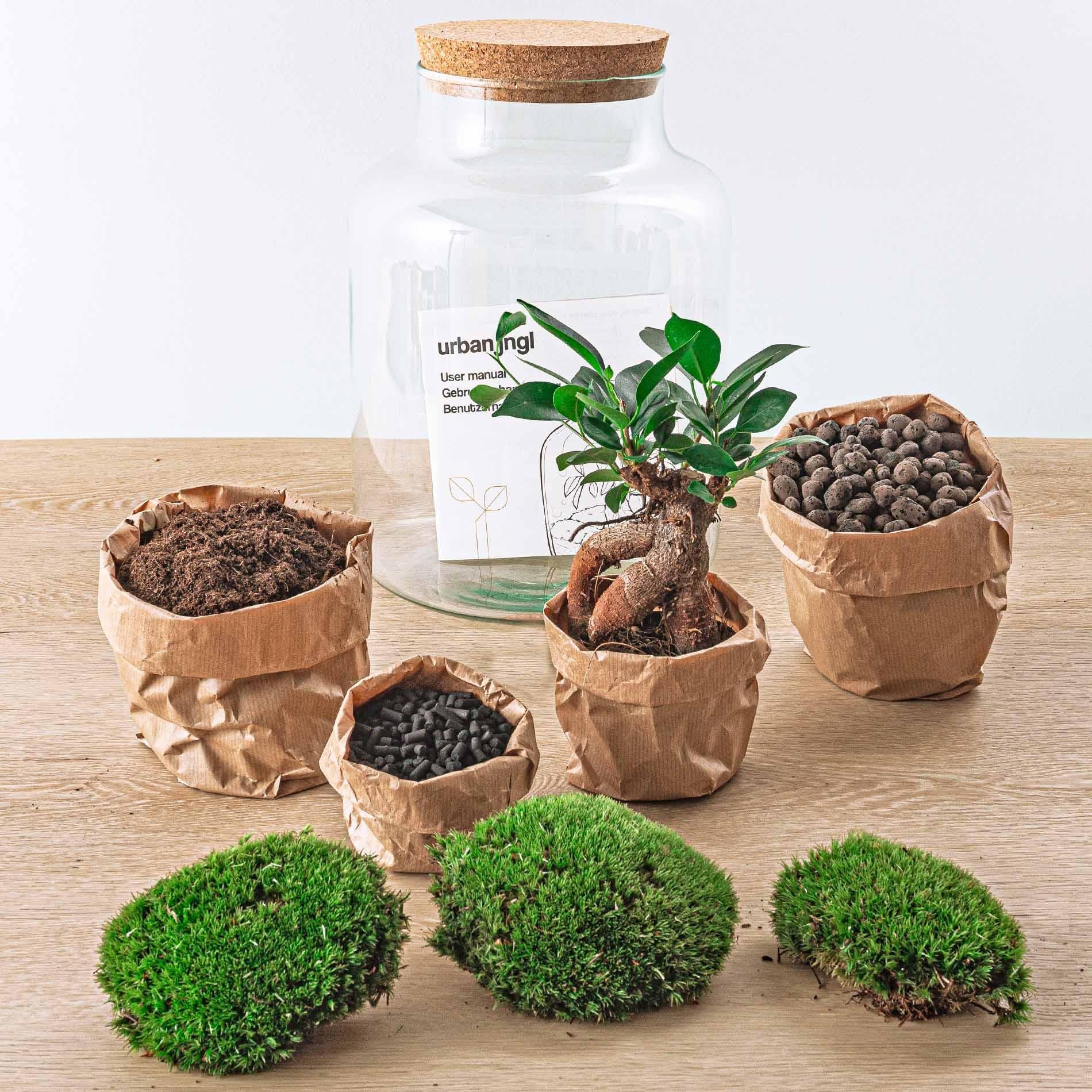Flaschengarten DIY Bausatz Terrarium Milky Bonsai – Ø21cm – ↕30cm – Do – It – Yourself Flaschengarten Set mit Ficus Ginseng Bonsai – Plant