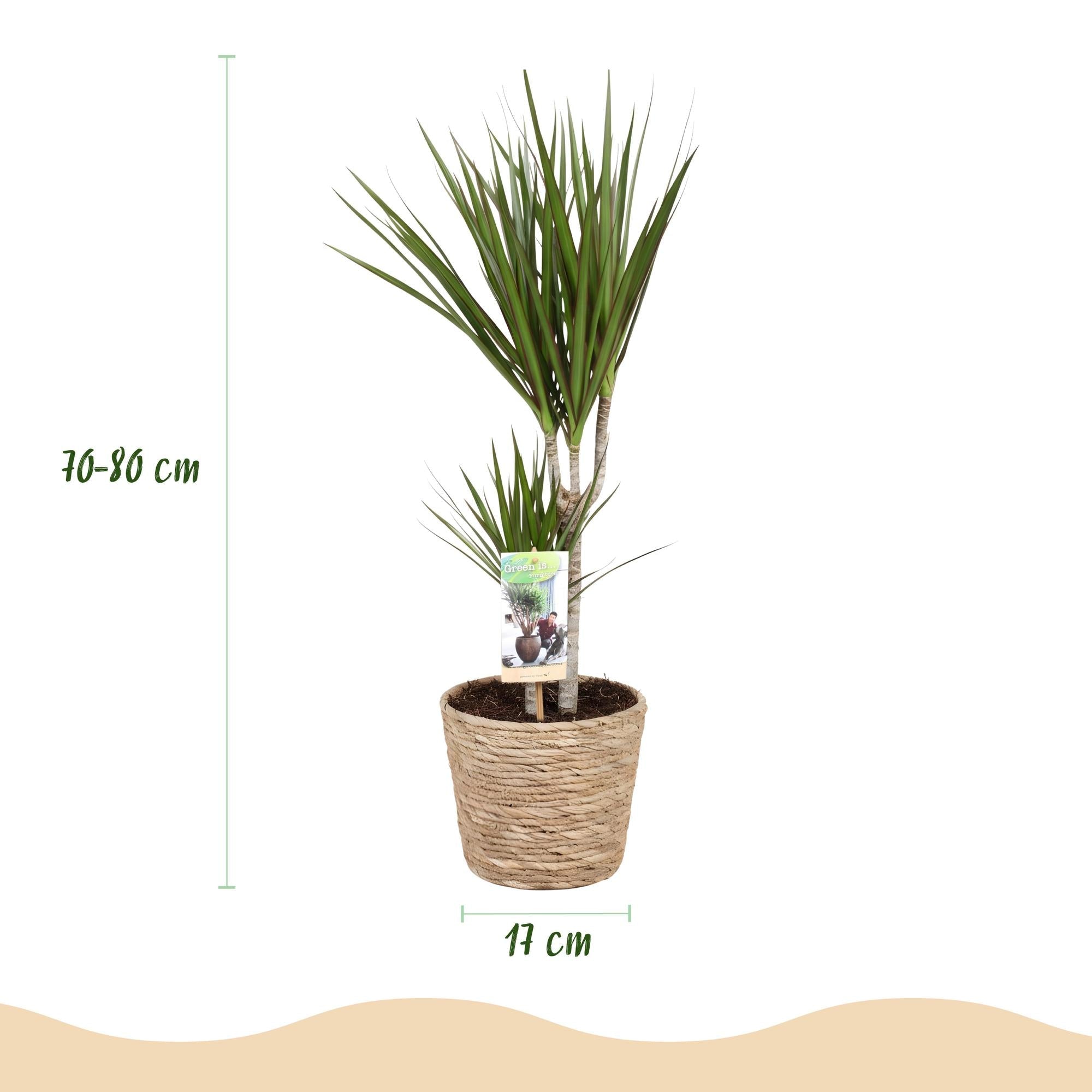 Dracaena Marginata – 70-80cm – 17cm inkl. Naturkorb – Pflegeleichter Drachenbaum – Grün mit roten Rändern – Plant