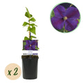 Kletterpflanze Clematis Star of India – Tiefblaue Blüten – 2 Pflanzen – 11cm x H40cm – Pflegeleicht & Winterhart – Ideal für Garten, Balkon & Pergolen – Plant