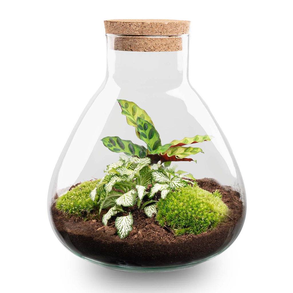 Flaschengarten Sammie DIY – Pflanzenterrarium im Glas mit Korkdeckel – Mini – Dschungel im Glas Ø22,5×H27cm – inkl. Calathea & Moos – Plant