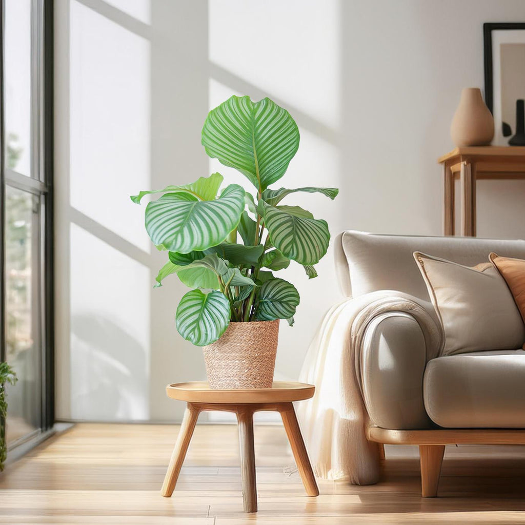 Korbmarante Calathea Orbifolia – Zimmerpflanze – 65cm hoch – Ø21cm – inkl. Natur – Korb Sofia aus Seegras – Luftreinigend & dekorativ – Plant