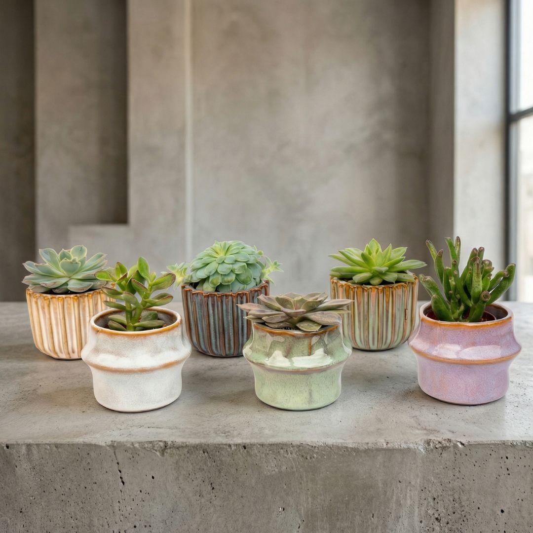 Sukkulenten – Set 6 Stück mit Keramiktöpfen – Mini Sukkulenten 8-12cm – Barcelona Design Töpfe Ø7,2cm – pflegeleichte Zimmerpflanzen Deko – Plant