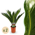 Cycas Revoluta – Palmfarn – 70cm – 17cm – 2 Pflanzen – Pflegeleichte Sago – Palmen im Doppelset – Robuste Zimmerpflanzen mit fiederförmigen Blättern