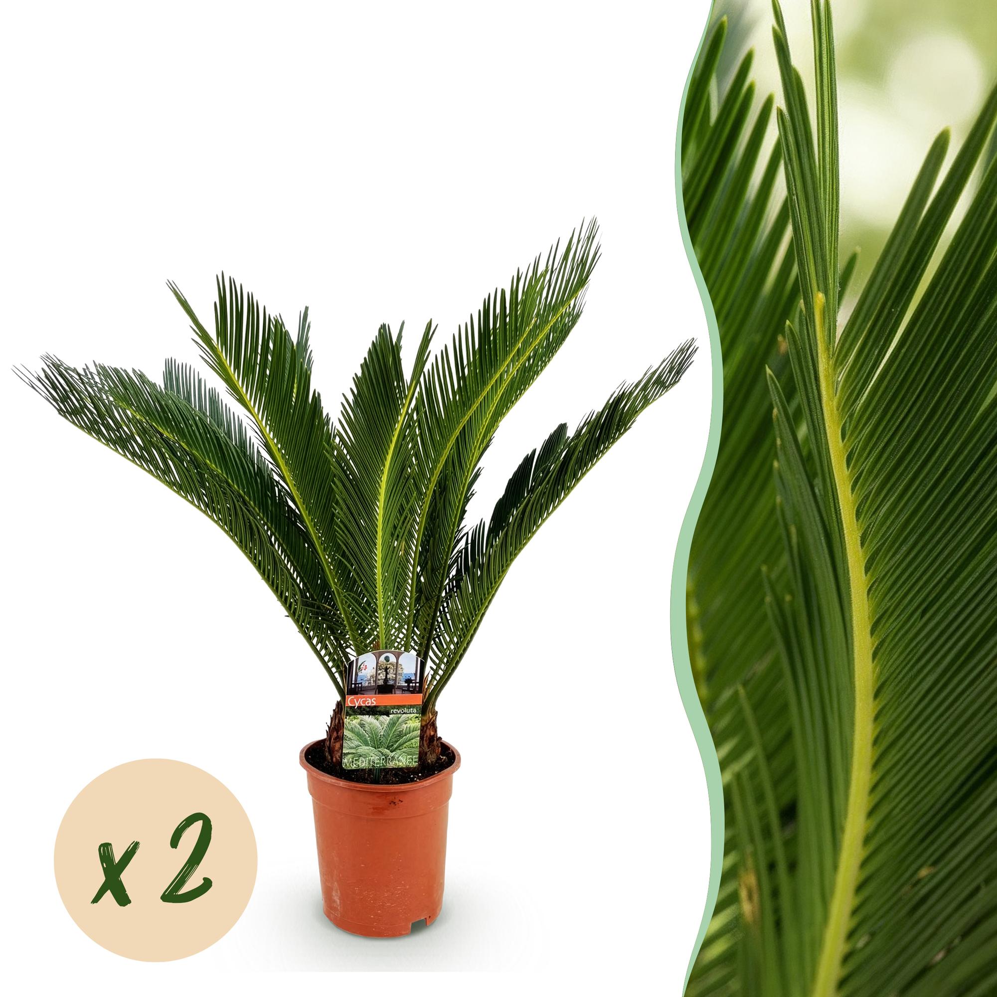 Cycas Revoluta – Palmfarn – 70cm – 17cm – 2 Pflanzen – Pflegeleichte Sago – Palmen im Doppelset – Robuste Zimmerpflanzen mit fiederförmigen Blättern