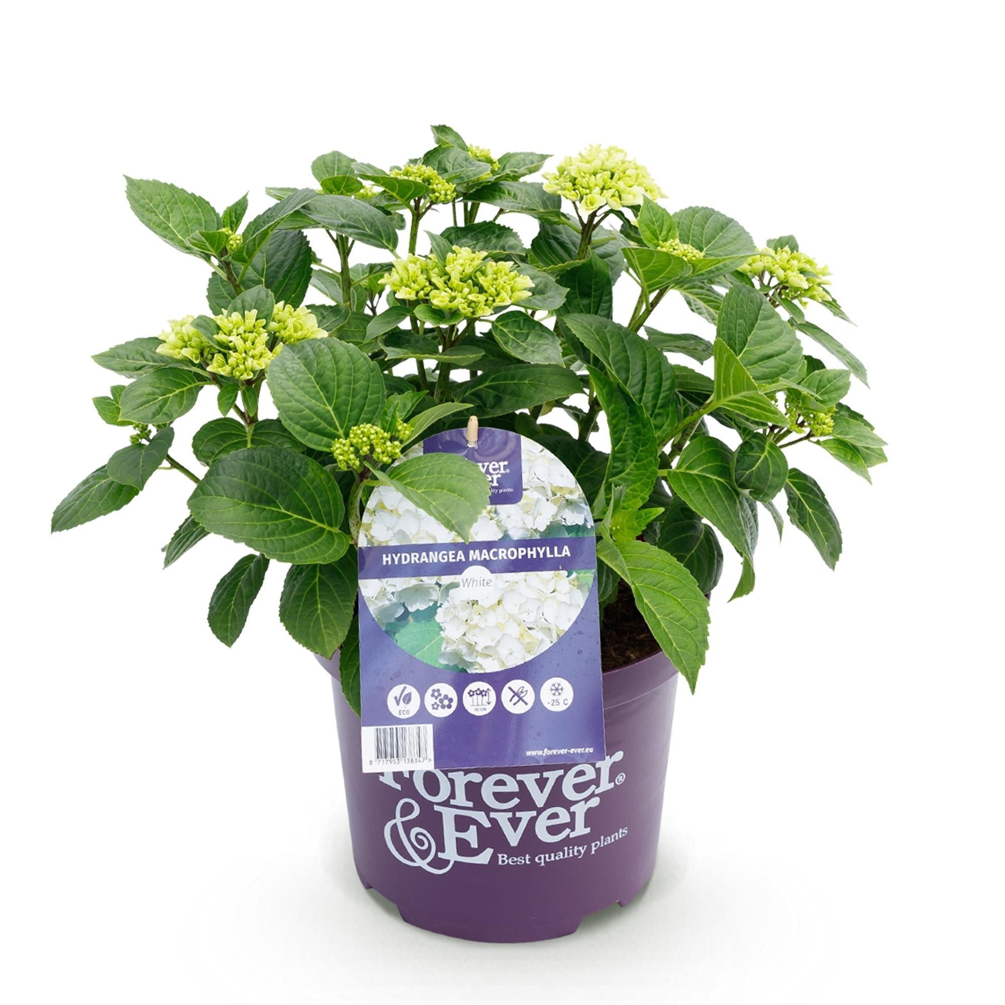 Hortensie Hydrangea macrophylla Forever & Ever Weiß – Balkonpflanze – 7-12 Blüten – Topf 23cm – Höhe 55cm – Pflegeleicht – Für Beet, Terrasse & Balkon – Plant