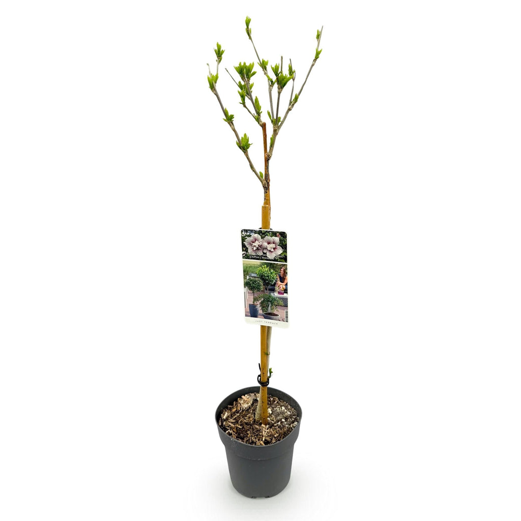 Hibiscus syriacus Starburst Chiffon – Blühende Stamm – Pflanze mit cremeweißen Blüten – Laubabwerfend & pflegeleicht – Ø19cm – Höhe ca. 90cm – Plant