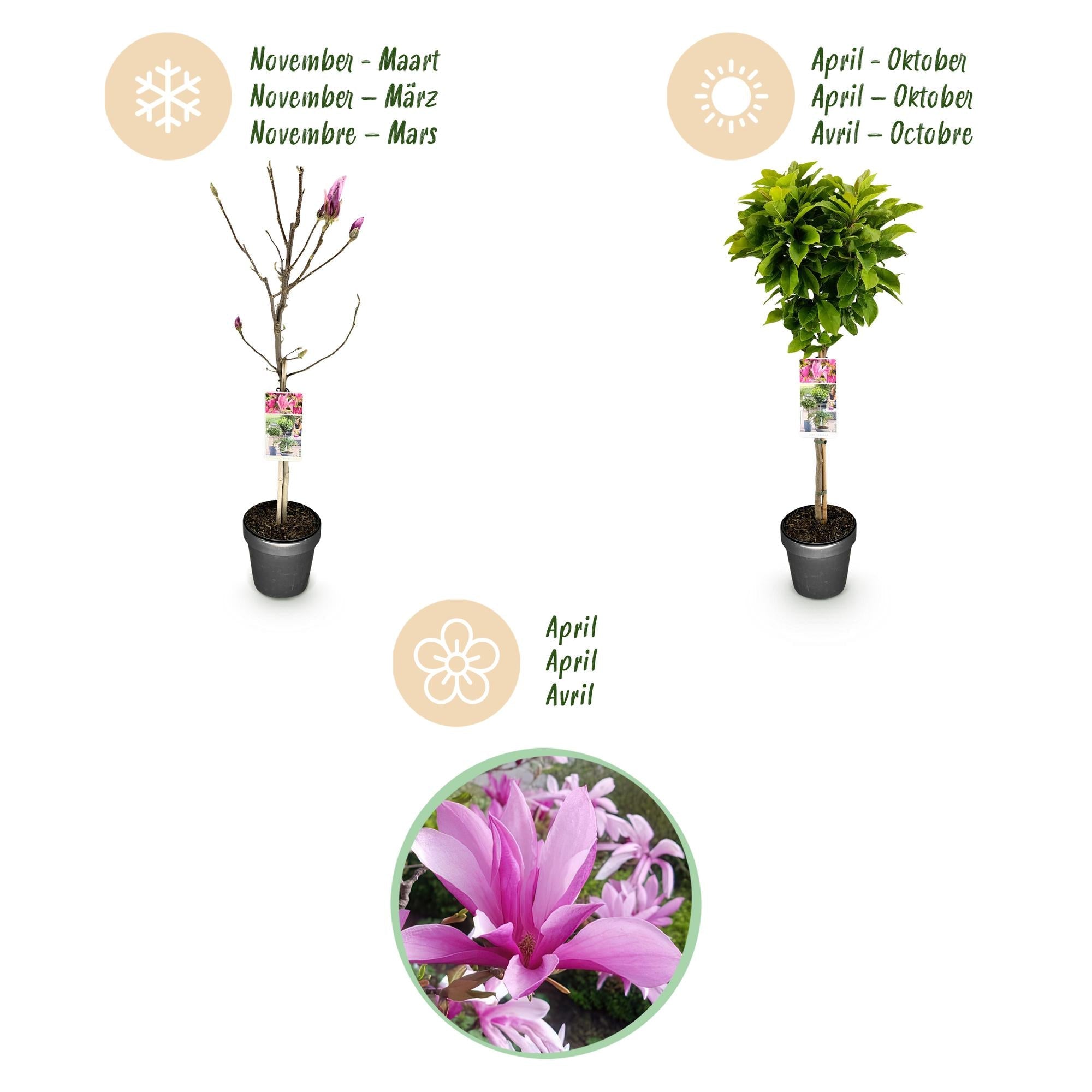 Magnolie Magnolia Susan – 19cm Höhe ca.90cm – Rosa blühend & duftend – Laubabwerfend & winterhart – Zierbaum für Beet Balkon Terrasse – Plant