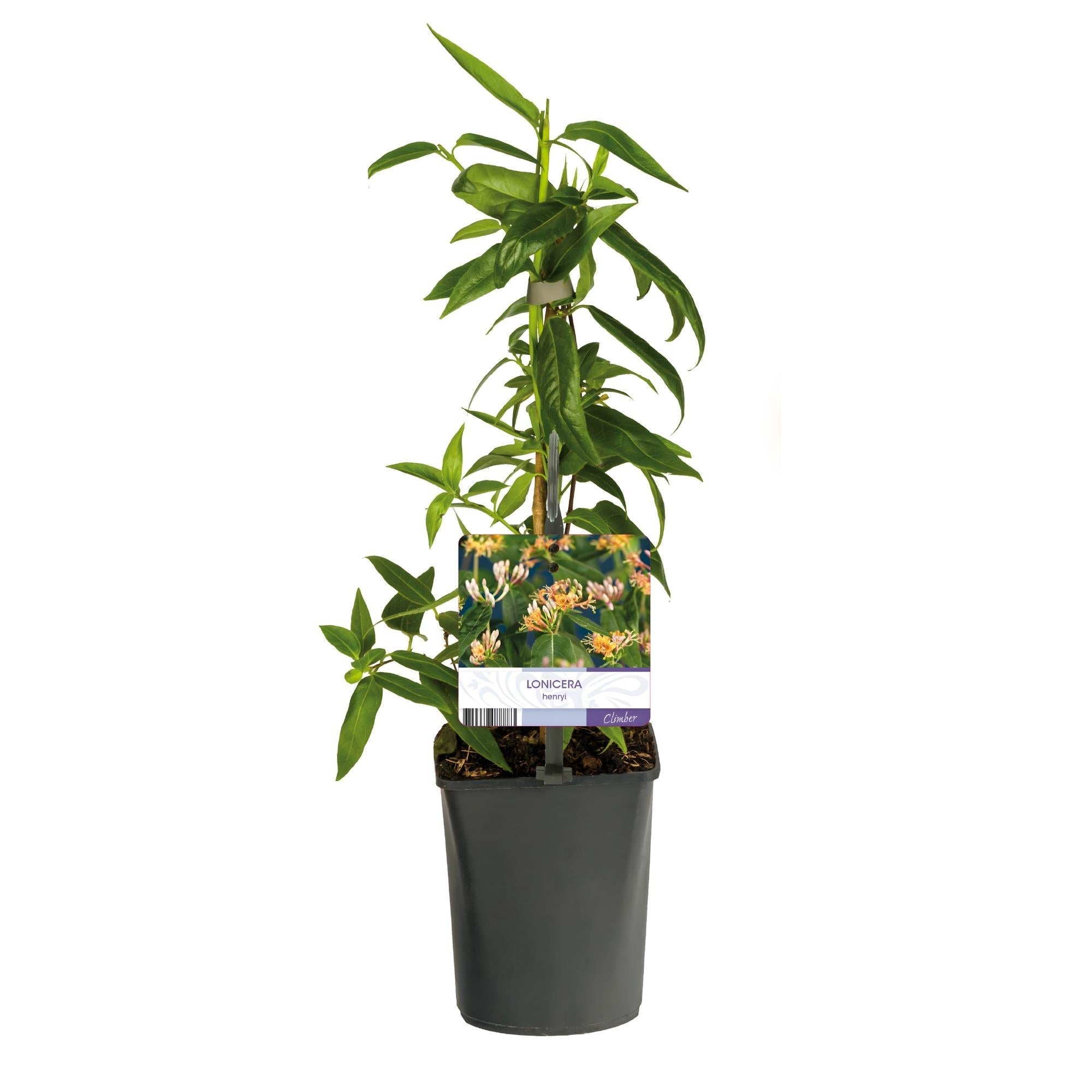 Geißblatt Lonicera henryi – 2 Pflanzen – Rosa Blüte – Schnellwachsende, duftende Kletterpflanze – Pflegeleicht & winterhart – Plant