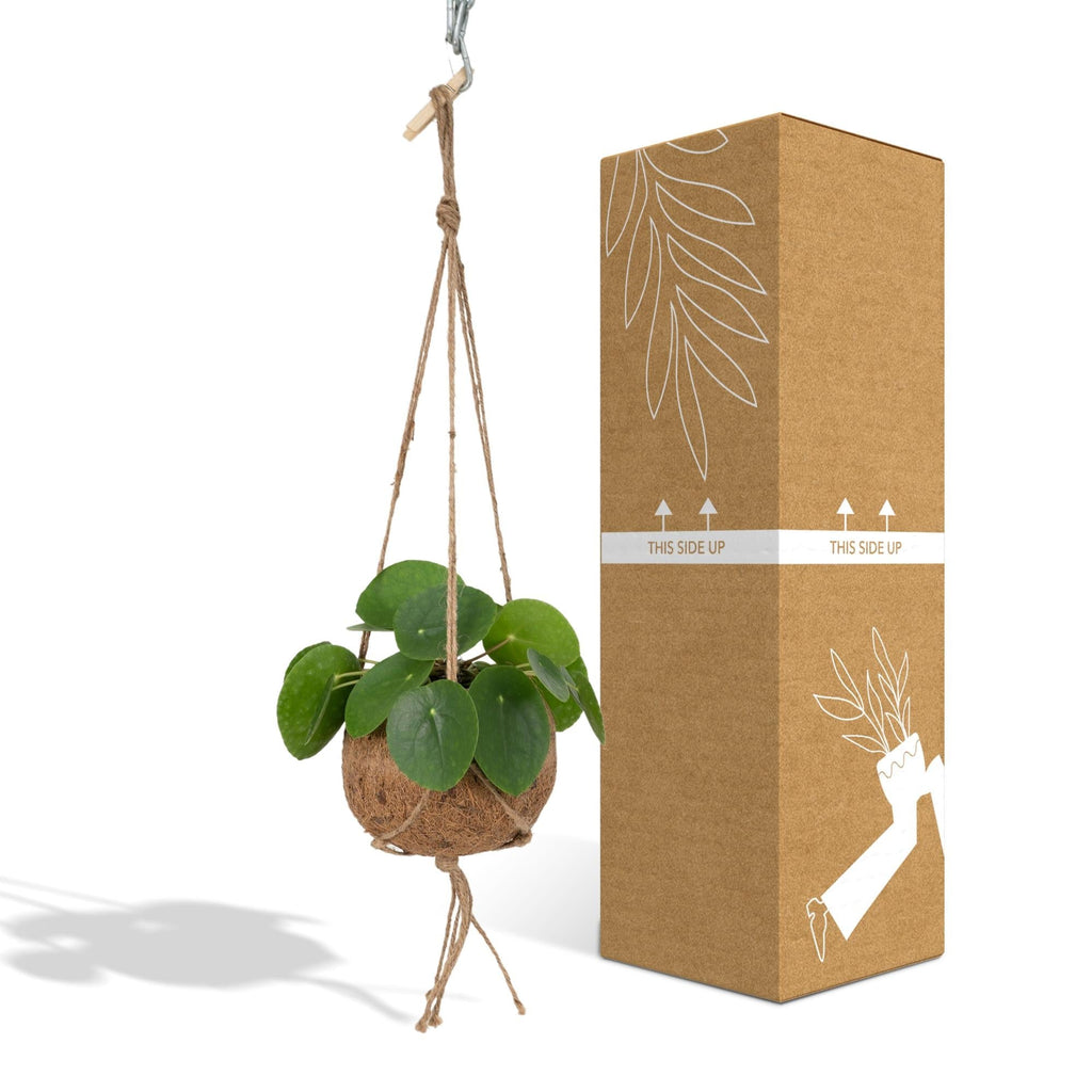 Kokodama Pilea Peperomioides – 20cm – Ø15cm – Nachhaltige Pfannkuchenpflanze im Kokodama – Kokostopf – Chinesische Geldpflanze – Plant