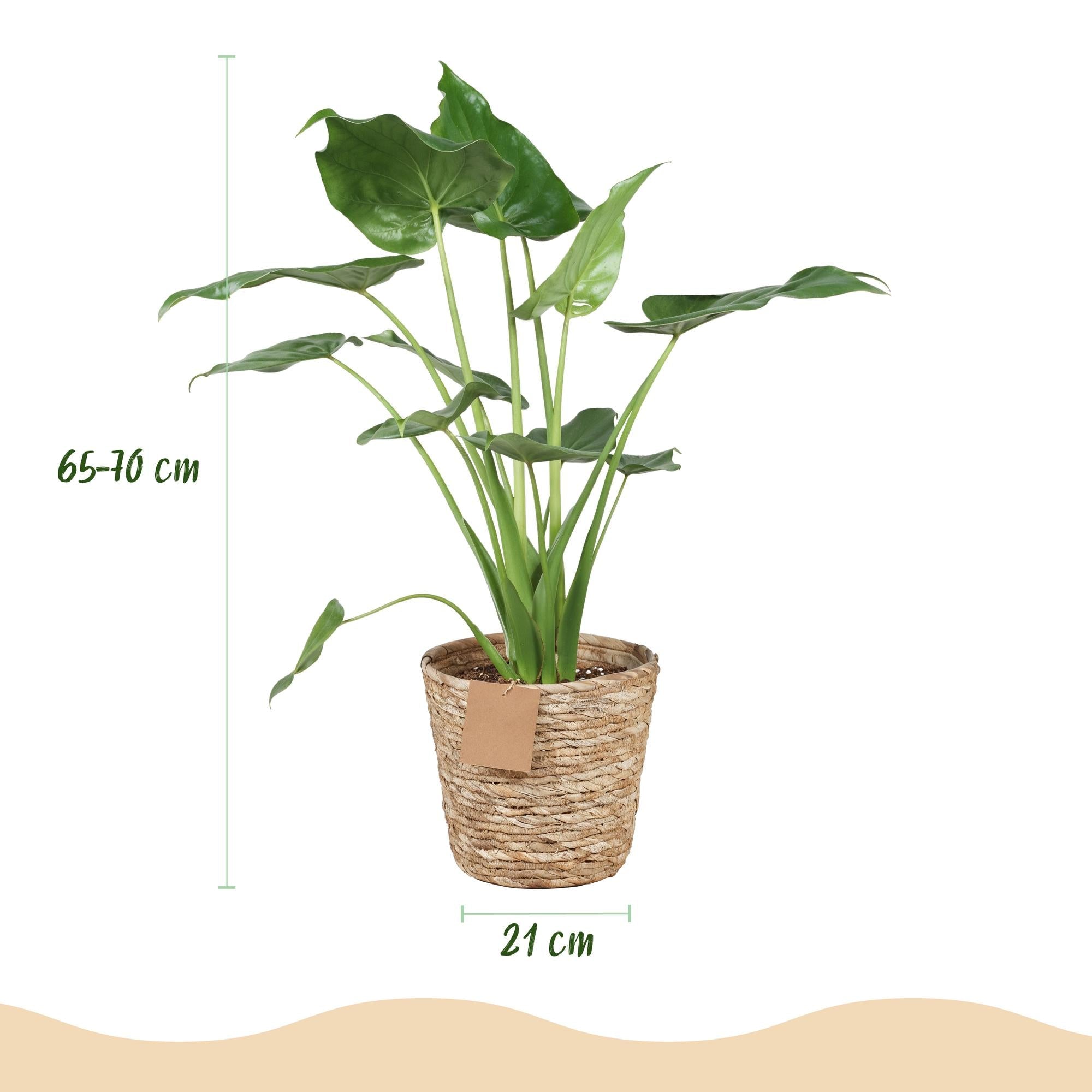 Alocasia Cucullata – Buddha – Hand – 65-70cm – 21cm inkl. Naturkorb – Pflegeleichte exotische Zimmerpflanze – Herzförmige glänzende Blätter – Plant