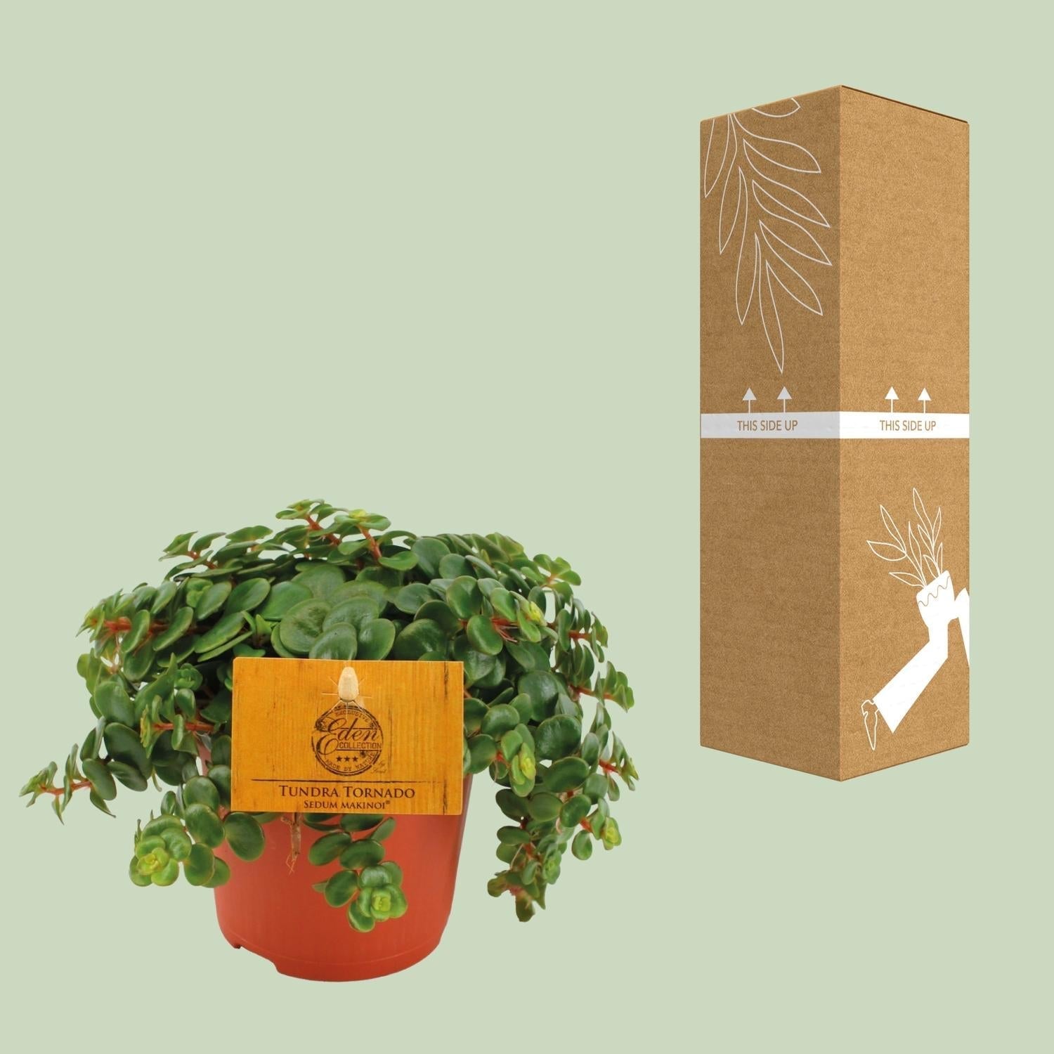 Fetthenne Sedum Tornado – Zimmerpflanze – Ø11cm – Höhe 15cm – Pflegeleicht – Halbschatten – Sukkulente für Zuhause – Plant