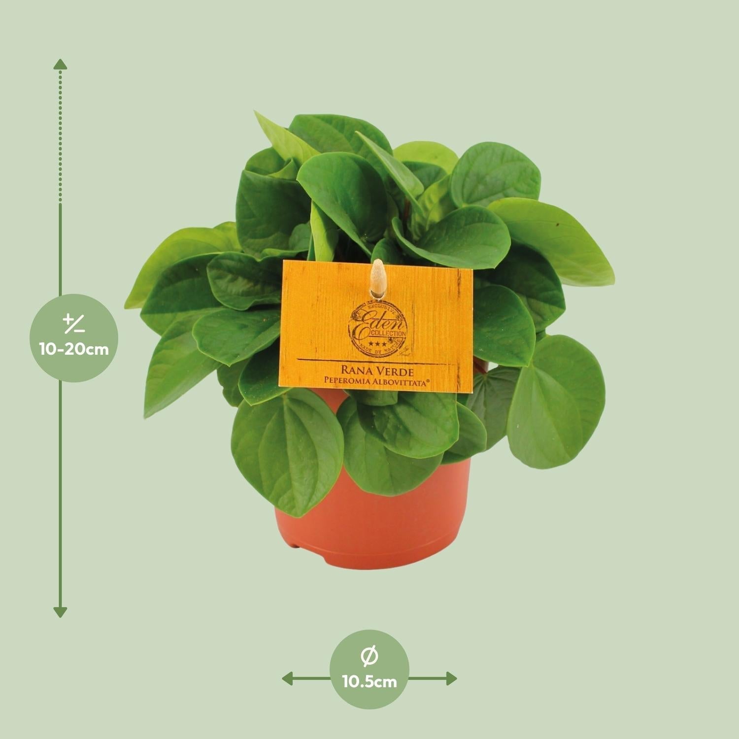 Zwergpfeffer – Peperomia Rana Verde – Zimmerpflanze – Ø11cm – ↕15cm – Pflegeleicht – Halbschatten – Glänzendes Blattwerk – Plant