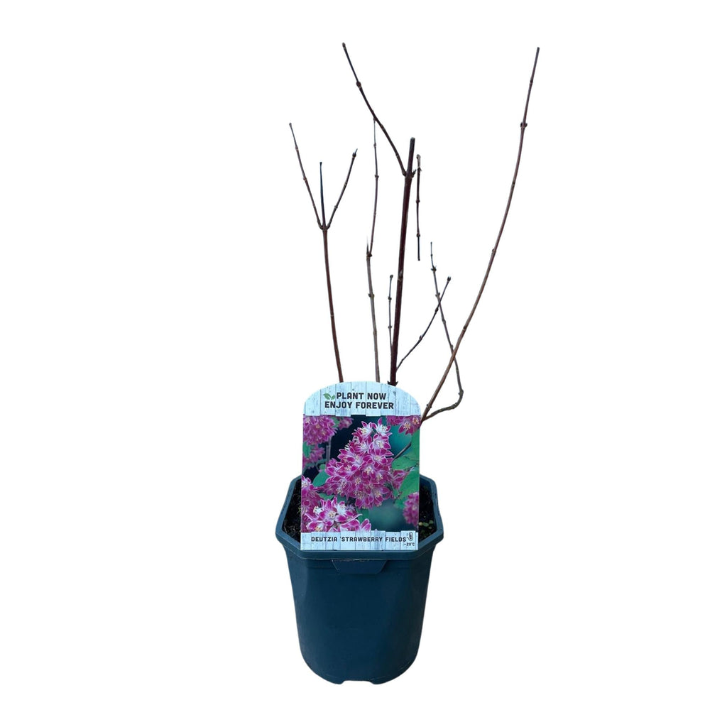 Sternchenstrauch – Deutzia hybrida Strawberry Fields – Rosa Blüten – Strauch – 17cm – Höhe 45cm – Wenig Pflege – Plant