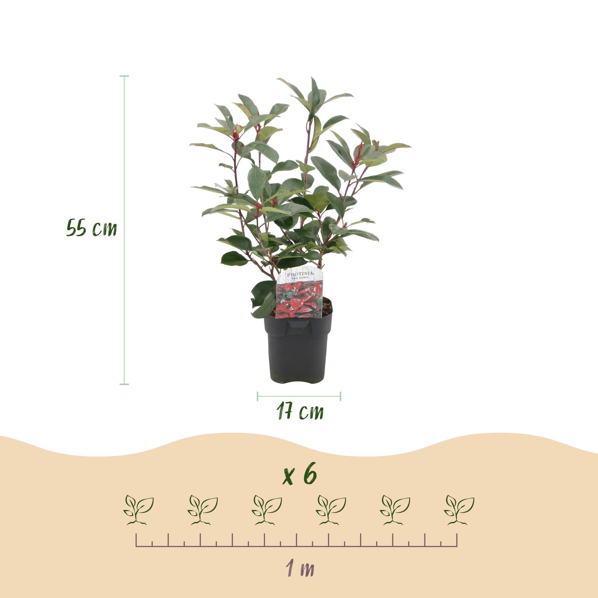 Photinia fraseri Red Robin – 6 Pflanzen für 1 laufenden Meter – Frasers Glanzmispel – Immergrüne Heckenpflanze im 17cm Topf – ca. 55cm hoch – Plant