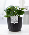 Peperomia Raindrop im Keramiktopf – Matt Schwarz – Ø12cm ↕25cm – Zimmerpflanze mit tropfenförmigen Blättern – Pflegeleicht & modern – Plant