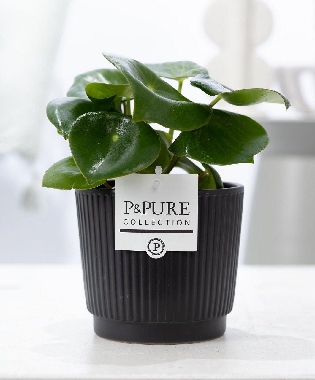 Peperomia Raindrop im Keramiktopf – Matt Schwarz – Ø12cm ↕25cm – Zimmerpflanze mit tropfenförmigen Blättern – Pflegeleicht & modern – Plant