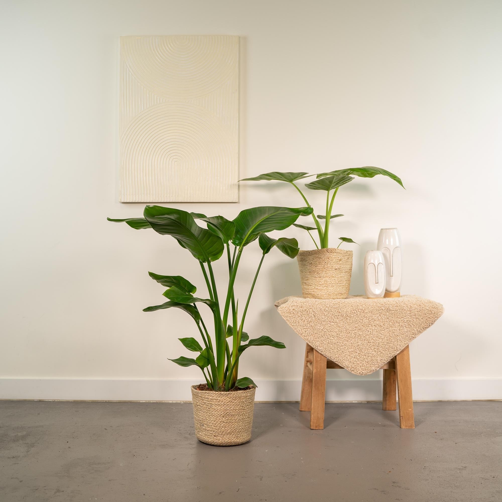 Baum – Strelitzie Strelitzia Nicolai + Alocasia Macrorrhiza + Seegras – Korb Selin – Zimmerpflanzen – Set – Ø19cm – Höhe 70-85cm – Plant
