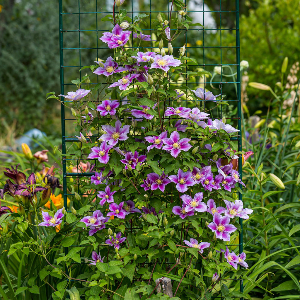 Kletterpflanze – Clematis Piilu – Rosa Blüten – 2 Pflanzen – 11cm – Höhe 40cm – Blüte Mai – September – Pflegeleicht & bienenfreundlich – Plant