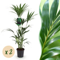 Howea Forsteriana – Kentia – Palme – 2 Pflanzen – 120-130cm – 21cm – Pflegeleichte Zimmerpalmen mit eleganten Wedeln