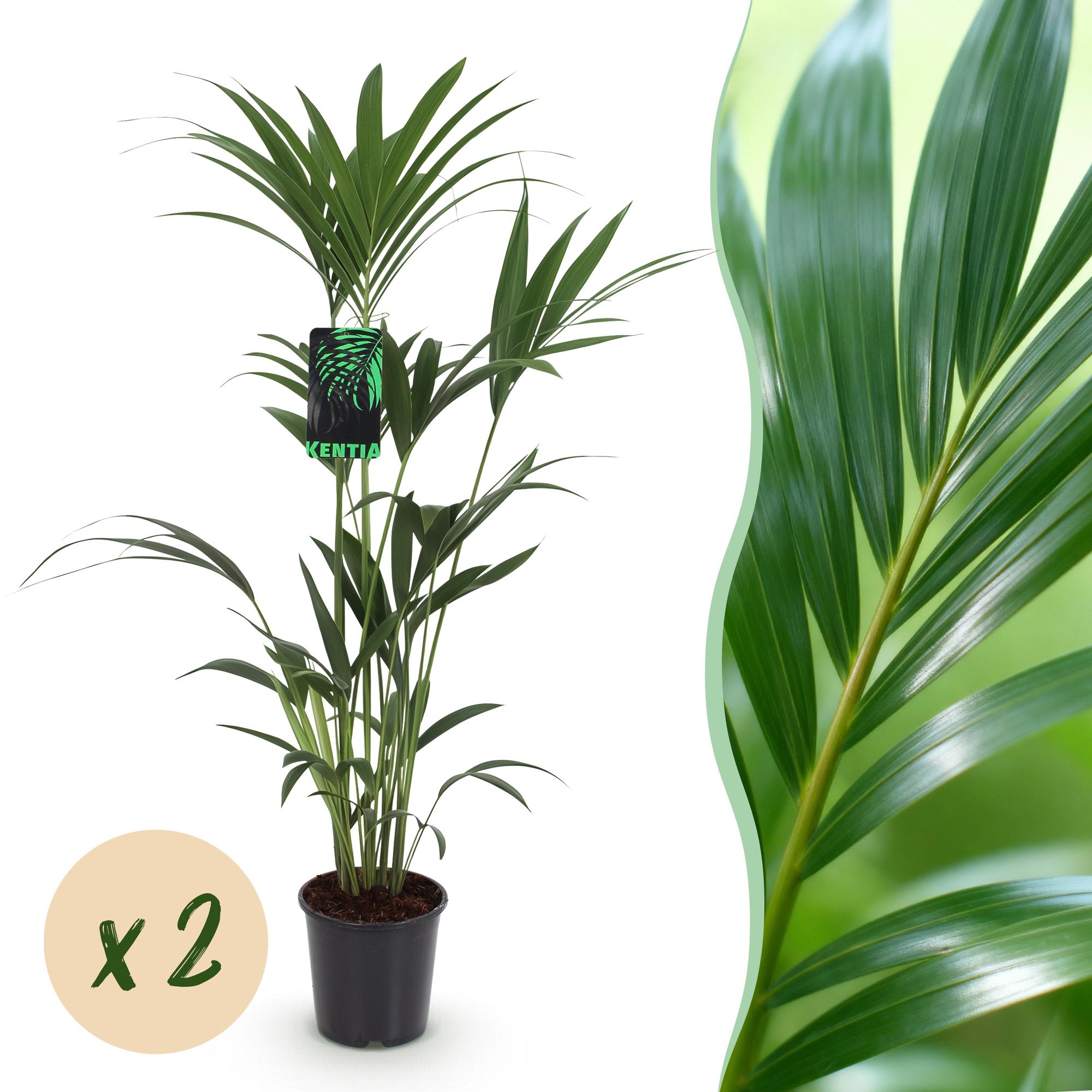 Howea Forsteriana – Kentia – Palme – 2 Pflanzen – 120-130cm – 21cm – Pflegeleichte Zimmerpalmen mit eleganten Wedeln