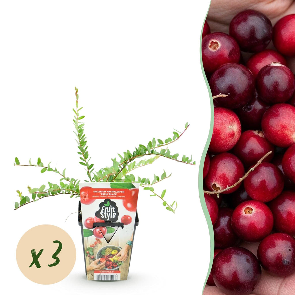 Blaubeere Early Black – Vaccinium macrophylla – Winterharte Obstpflanze – 3 Pflanzen 9cm – Dunkelrote Früchte – Für Beet & Balkon – Plant