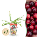 Blaubeere Early Black – Vaccinium macrophylla – Winterharte Obstpflanze – 3 Pflanzen 9cm – Dunkelrote Früchte – Für Beet & Balkon – Plant