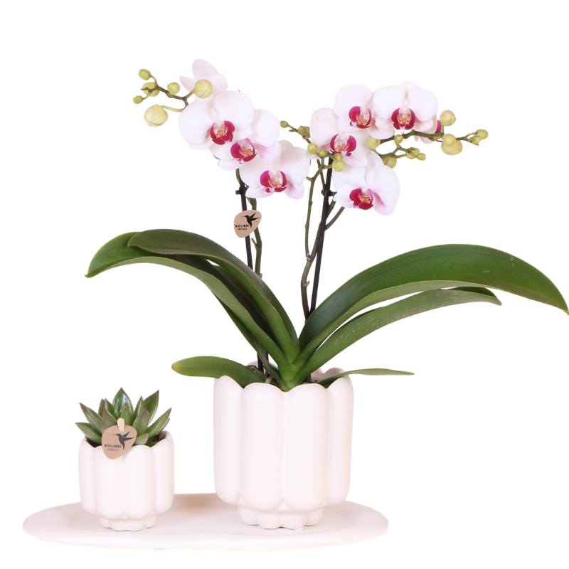 Geschenkset Retro White Gibraltar Orchidee Ø9cm + Grünpflanze Ø6cm – 2 weiße Retro – Übertöpfe matt + ovales weißes Tablett