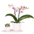 Geschenkset Retro White Gibraltar Orchidee Ø9cm + Grünpflanze Ø6cm – 2 weiße Retro – Übertöpfe matt + ovales weißes Tablett