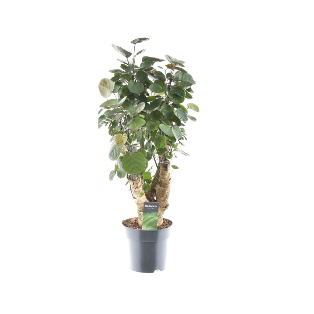 Polyscias Fabian – Fiederaralie – Zimmerpflanze – Ø17cm – 60cm hoch – Luftreinigend – Pflegeleicht & dekorativ – Plant