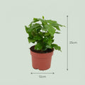 Coffea Arabica Kaffeepflanze – 4 Pflanzen – Ø12cm – Höhe ca.25cm – Tropische Zimmerpflanze mit glänzenden Blättern – Kaffeebaum für Wohnraum & Büro