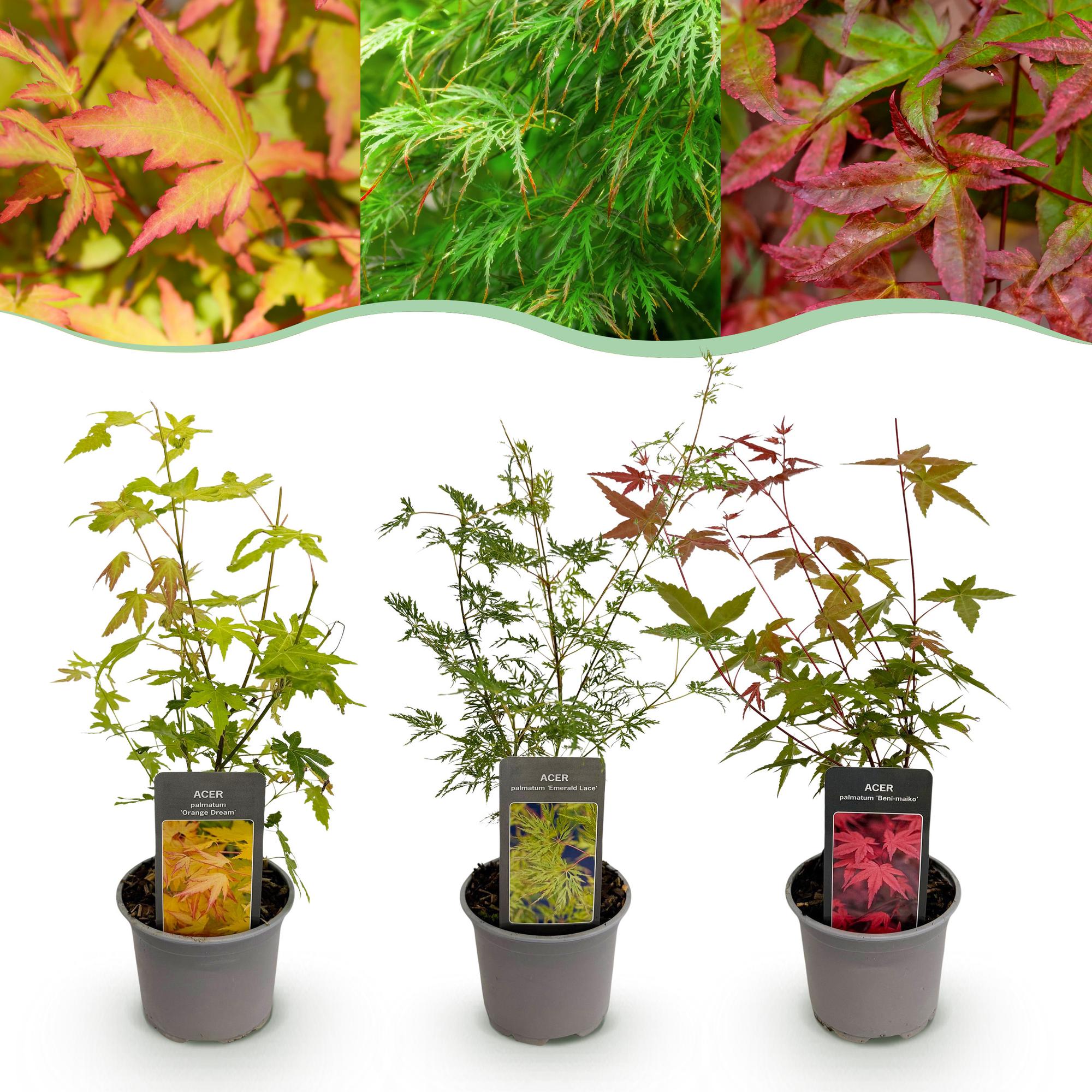 Ahorn Acer palmatum Tricolour – 3 Pflanzen – 12cm – Höhe ca. 35cm – Pflegeleichter japanischer Ahorn in Orange, Rot & Grün für Beet, Balkon & Terrasse