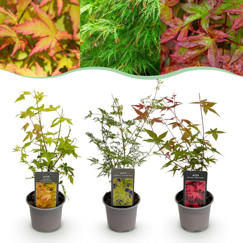 Ahorn Acer palmatum Tricolour – 3 Pflanzen – 12cm – Höhe ca. 35cm – Pflegeleichter japanischer Ahorn in Orange, Rot & Grün für Beet, Balkon & Terrasse