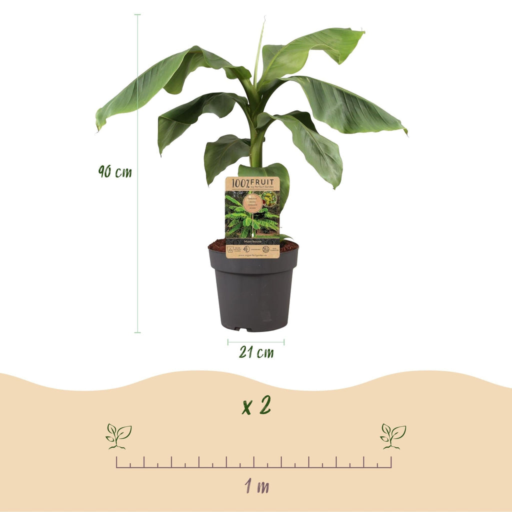 Japanische Faserbanane – Musa Basjoo – Winterharte Bananenpflanze – Ø21cm – Höhe ca. 90cm – Exotische Obstpflanze für Garten & Terrasse – Plant