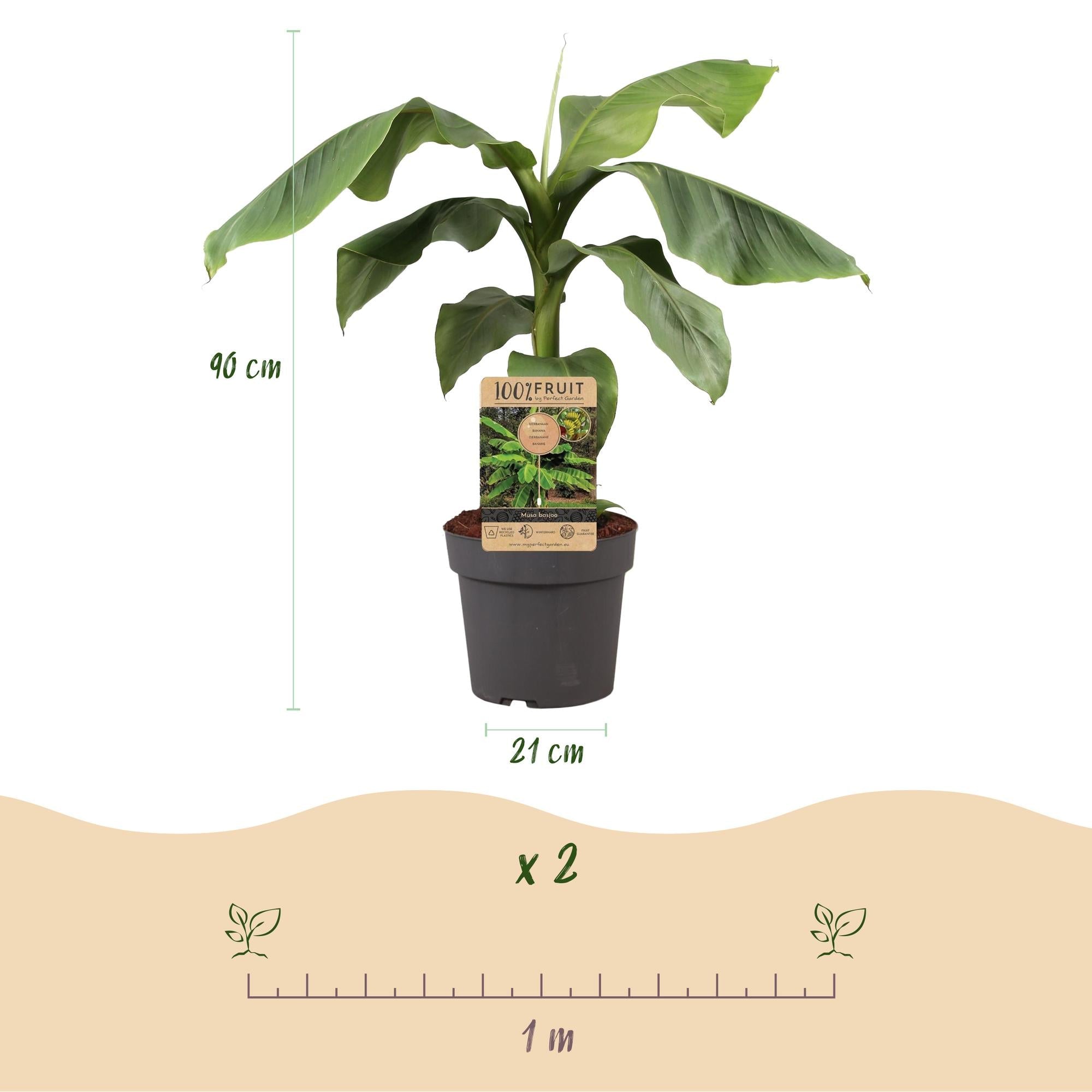 Japanische Faserbanane – Musa Basjoo – Winterharte Bananenpflanze – Ø21cm – Höhe ca. 90cm – Exotische Obstpflanze für Garten & Terrasse – Plant