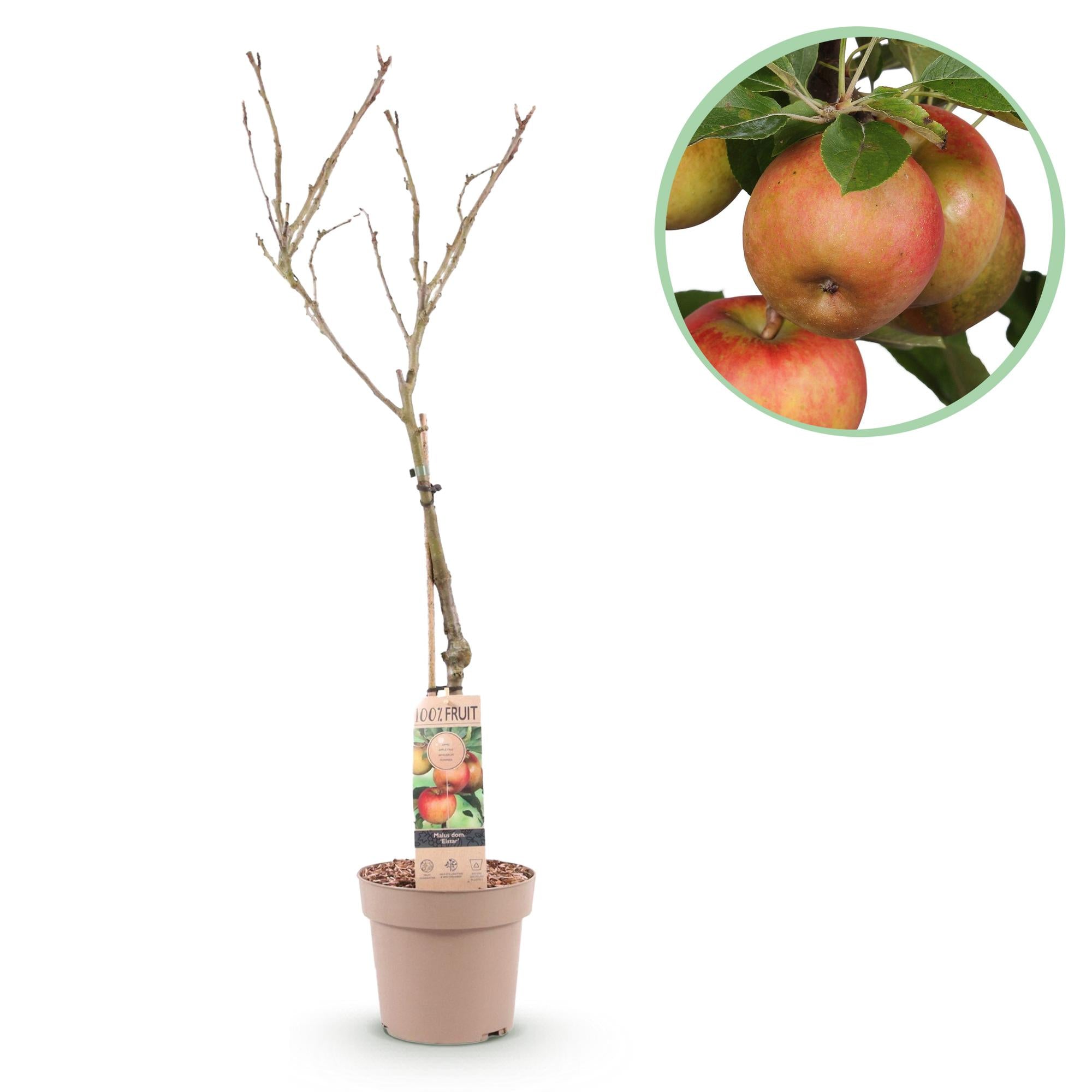 Apfelbaum – Malus domestica 'Elstar' – Rote & grüne Äpfel – Obstbaum für Garten & Balkon – Pflegeleicht – Topf Ø21cm – Höhe ca. 90cm – Plant