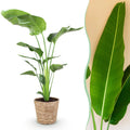 Baum – Strelitzie Strelitzia nicolai – Große pflegeleichte Paradiesvogelblume im dekorativen Korb – 21cm – Höhe 110-120cm – Tropische Grünpflanze – Plant
