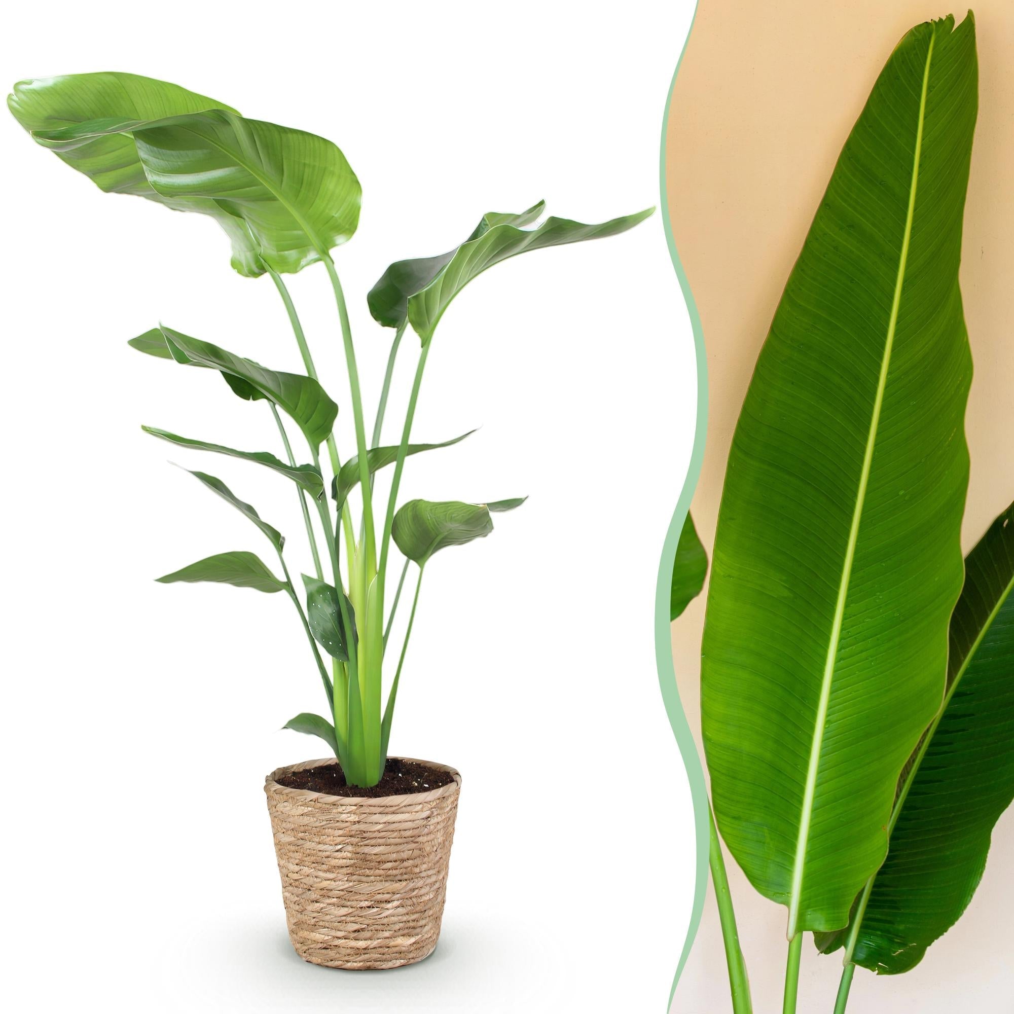 Baum – Strelitzie Strelitzia nicolai – Große pflegeleichte Paradiesvogelblume im dekorativen Korb – 21cm – Höhe 110-120cm – Tropische Grünpflanze – Plant