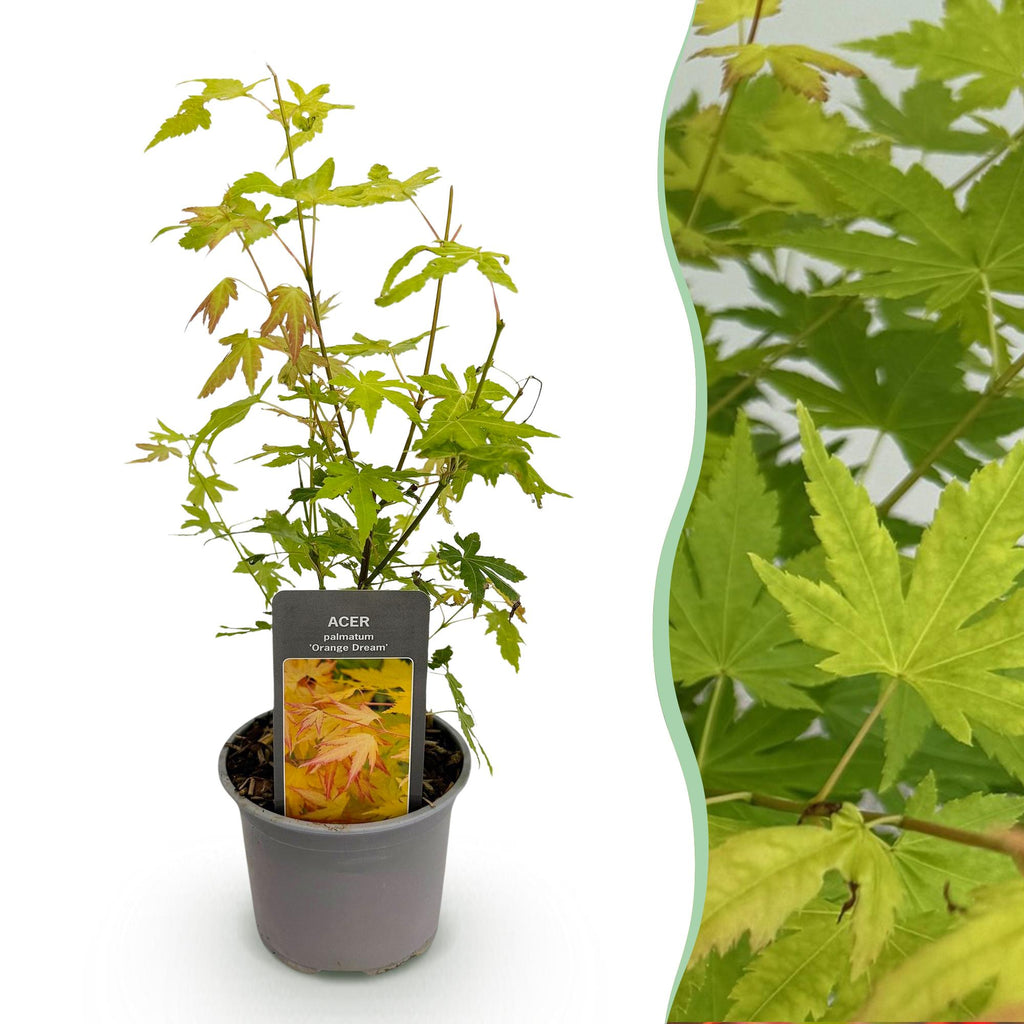 Ahorn Acer palmatum Orange Dream – 12cm – Höhe ca. 35cm – Orange – gelbes Laub & beeindruckende Herbstfarbe – Plant