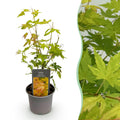 Ahorn Acer palmatum Orange Dream – 12cm – Höhe ca. 35cm – Orange – gelbes Laub & beeindruckende Herbstfarbe – Plant