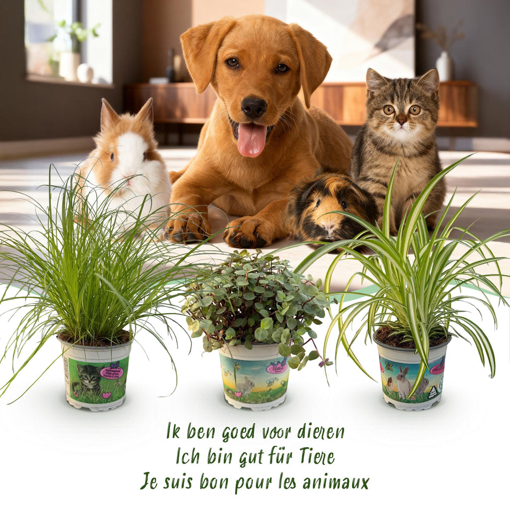 Pflanzen Mix 3er Set Cyperus Calissia Chlorophytum Mit Weißem Topf Ø12cm Höhe ca.20cm Haustierfreundliche Grünpflanzen Für Zimmer Büro & Schlafzimmer