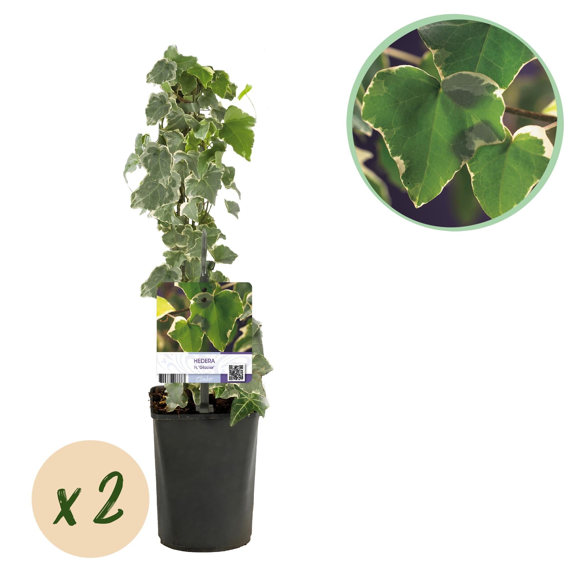 Kletterpflanze Hedera helix 'Glacier' – 2 Pflanzen – Immergrün – Blatt bunt – 11cm – Höhe 40cm – Efeu für Innen & Außen – Hängeampeln & Bodendecker – Plant