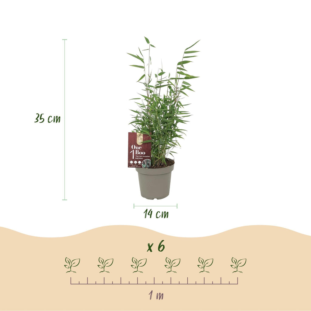 Bambus Fargesia Red Dragon – Immergrün – Nicht ausbreitend – Mit roten Stängeln – Für Hecke, Garten & Terrasse – Ø14cm Höhe ca. 35cm – Plant