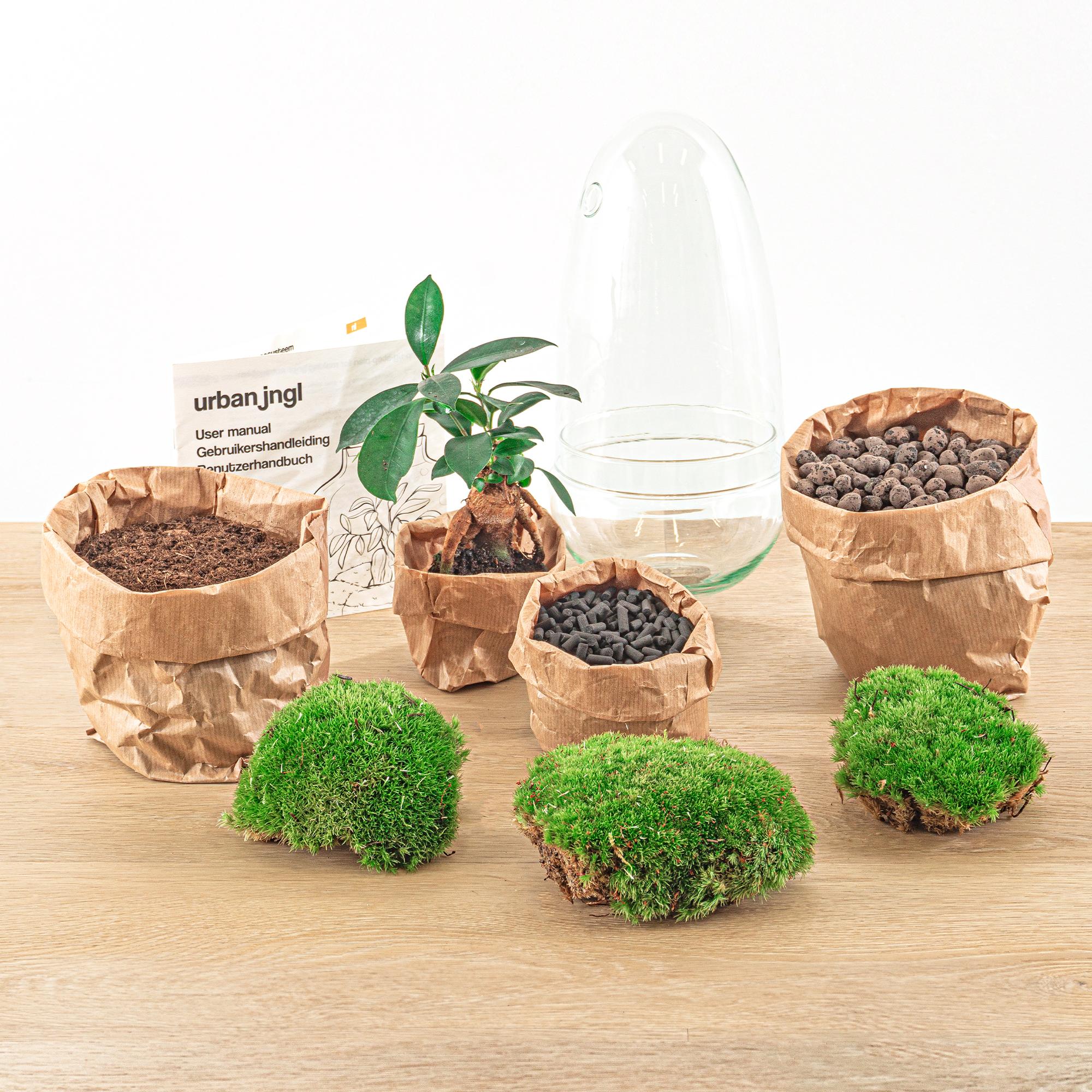 Flaschengarten Egg Bonsai – DIY Terrarium mit Ficus Ginseng – Mini – Biotop – Ø12cm x H25cm – Do – it – yourself – Plant
