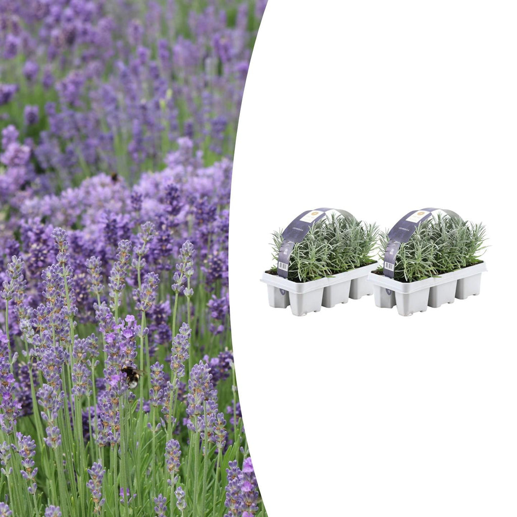 Lavandula angustifolia – Echter Lavendel – Ø7cm – ↕15cm – 12 Pflanzen – Duftende & Mediterrane Pflanzen – Für Garten, Balkon & Terrasse – Plant